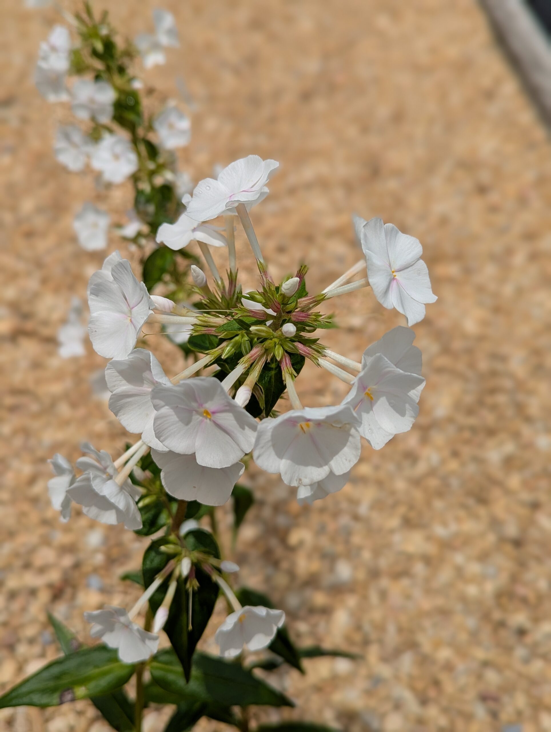 Phlox Paniculata 'David' - Image 6