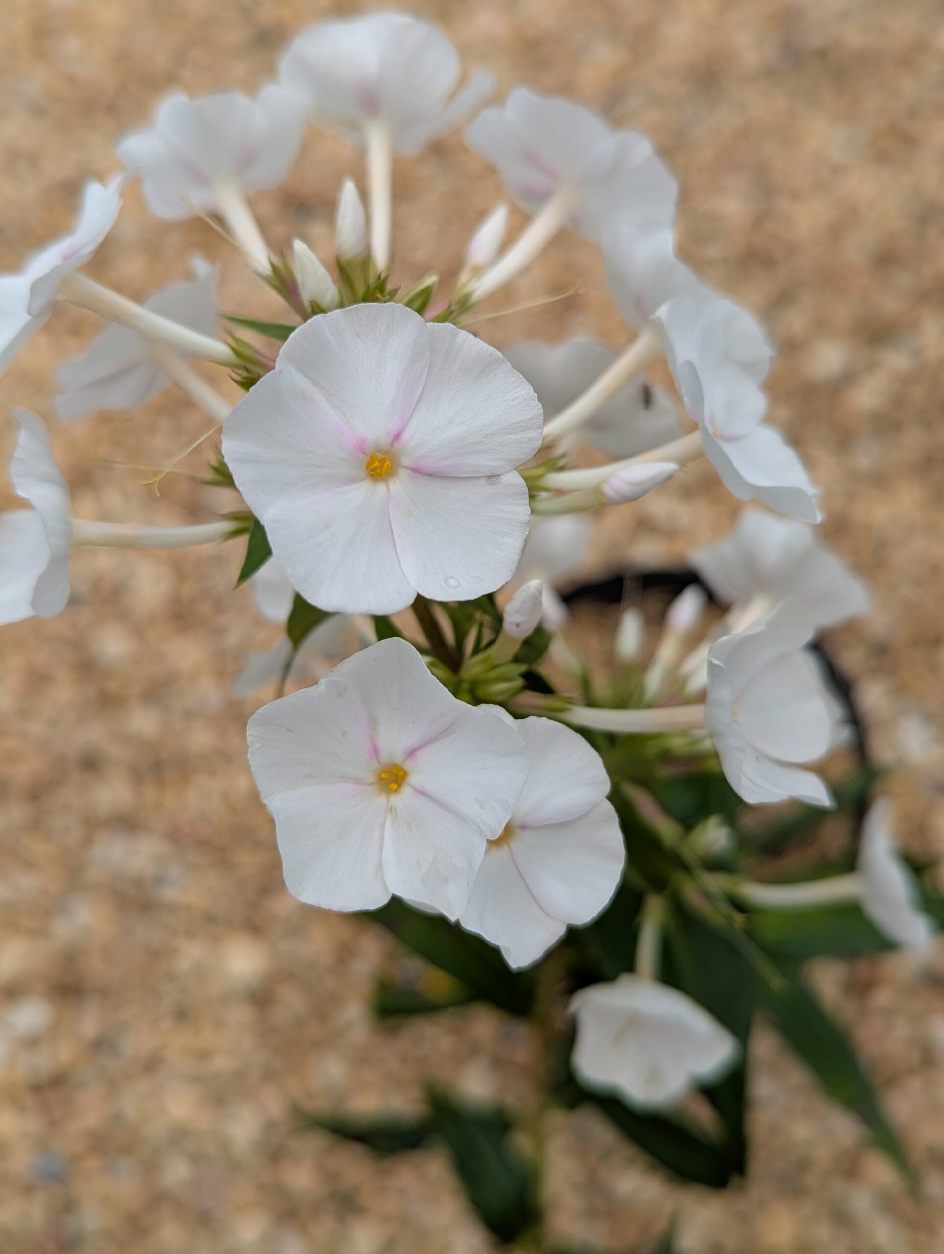 Phlox Paniculata 'David' - Image 2