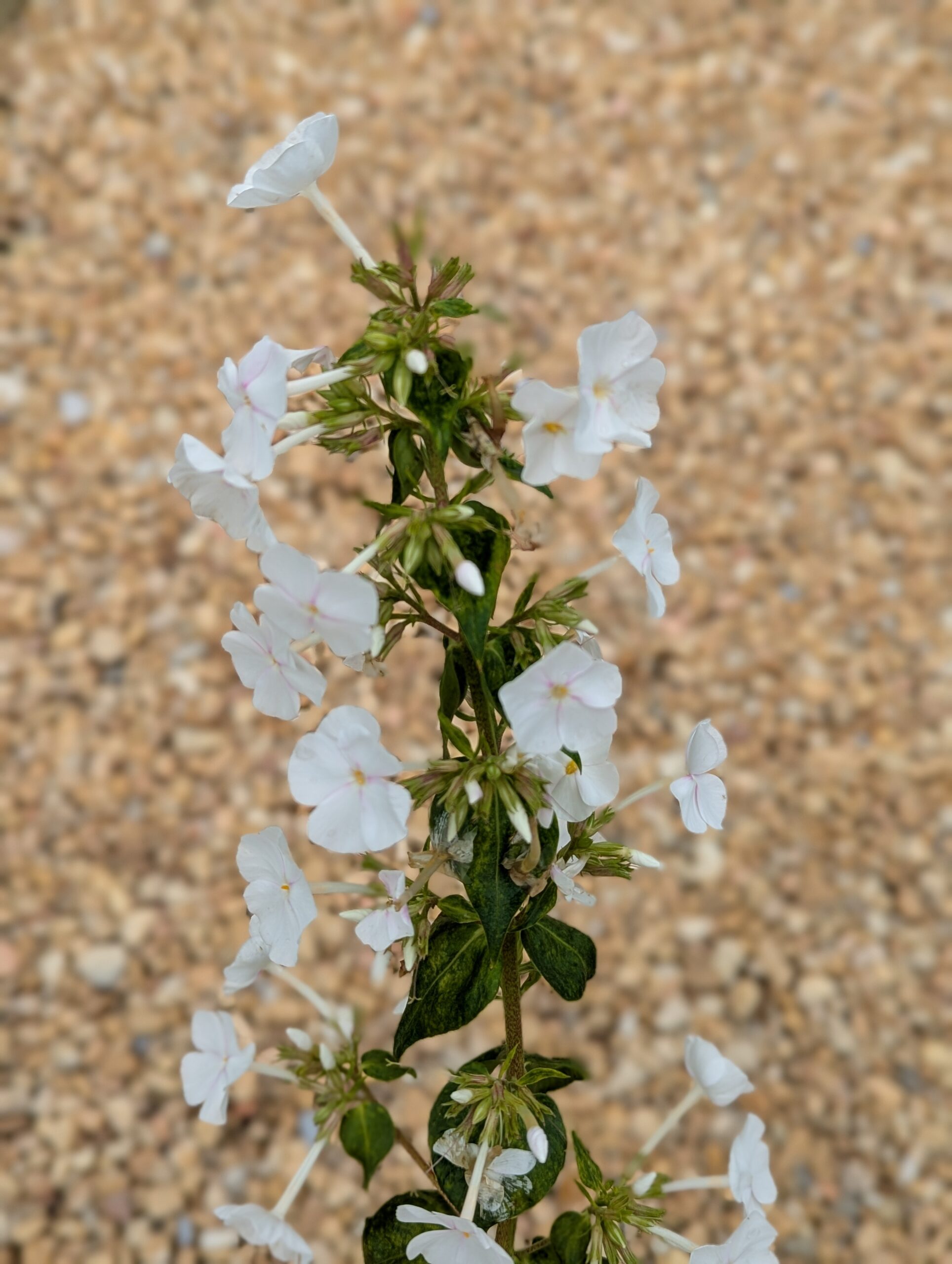 Phlox Paniculata 'David' - Image 7
