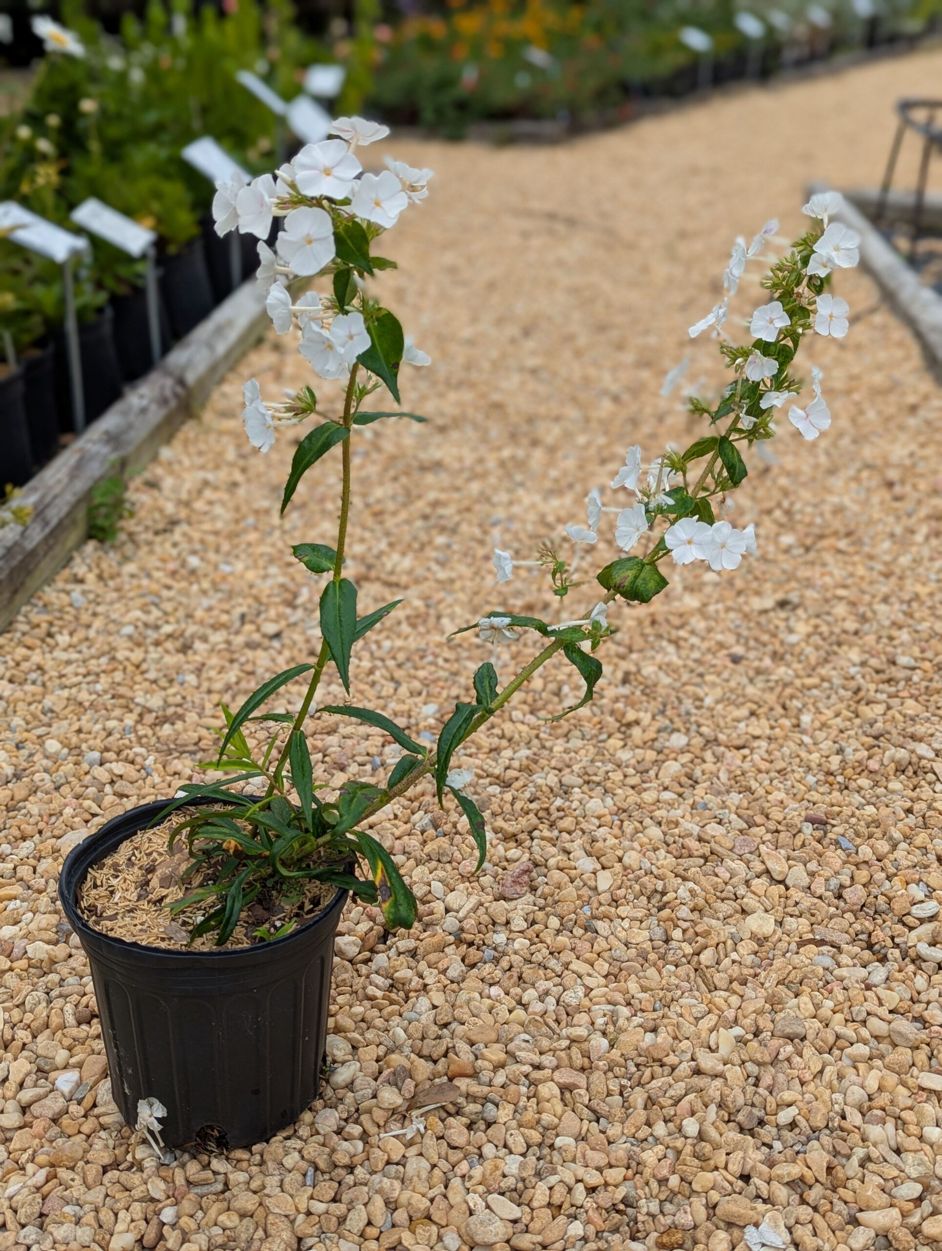 Phlox Paniculata 'David' - Image 5
