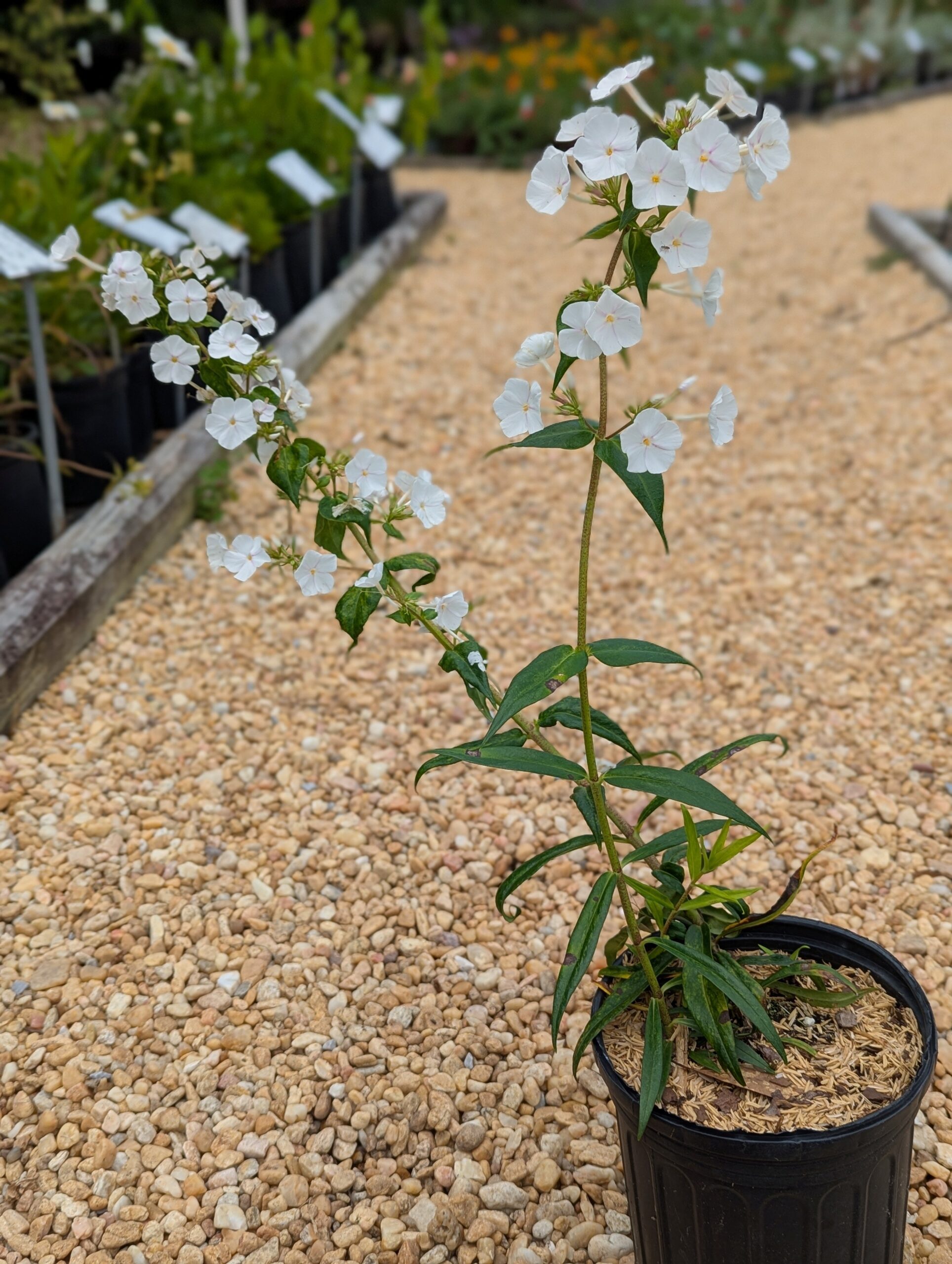 Phlox Paniculata 'David' - Image 4