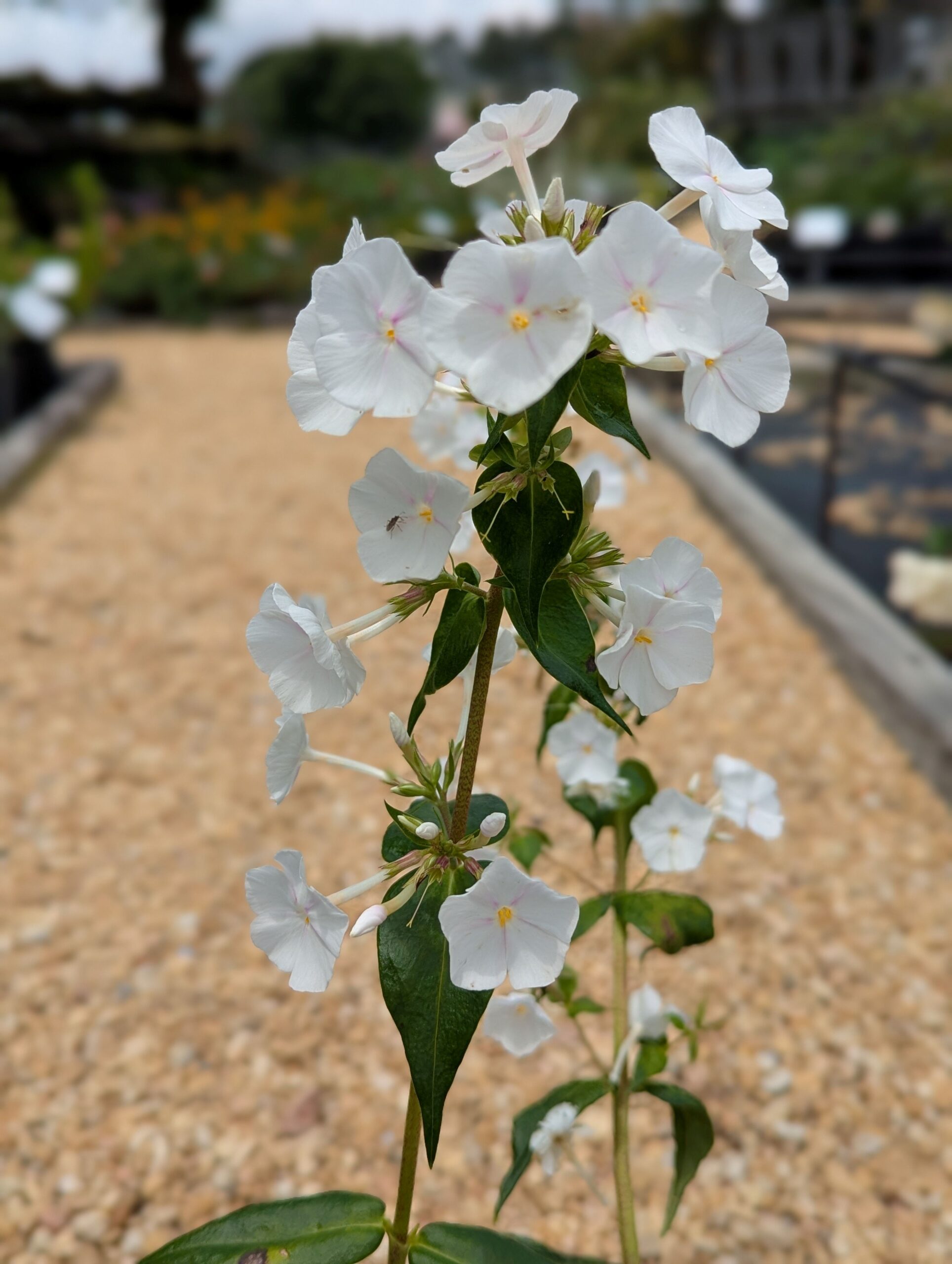 Phlox Paniculata 'David' - Image 3