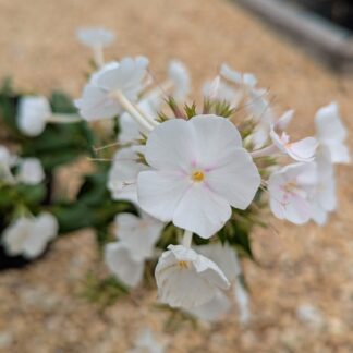 Phlox Paniculata 'David'