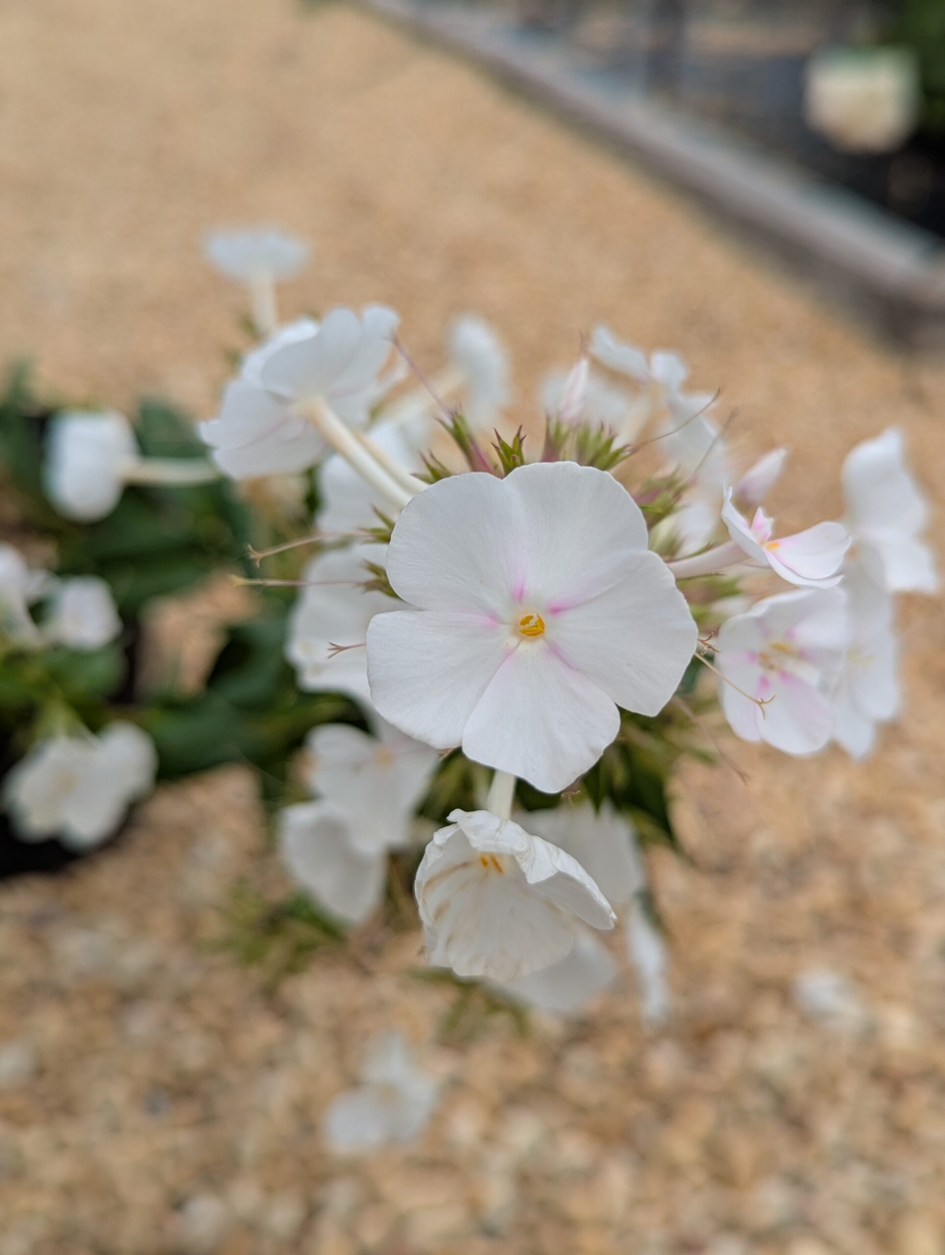 Phlox Paniculata 'David'
