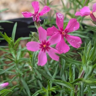Phlox subulata 'Red'