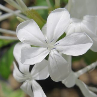 Imperial White Plumbago