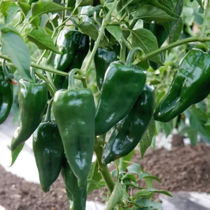 Poblano Pepper