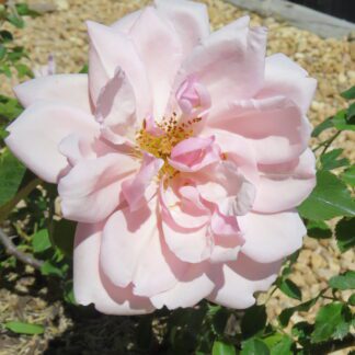 Rose 'Albertine'
