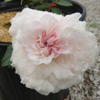 Rose 'Clotilde Soupert climber'