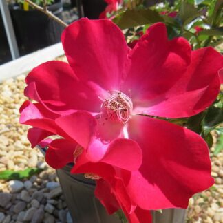Rose Dortmund
