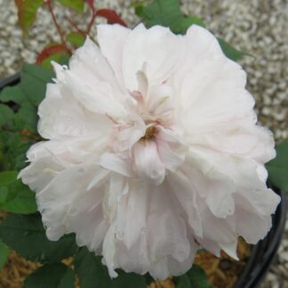 Rose 'Marchesa Boccella