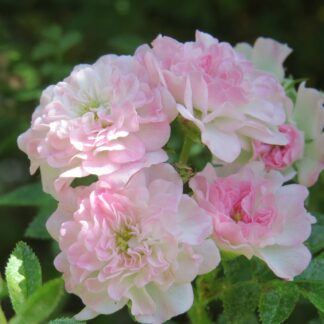 Rose 'Petite Pink Scotch'