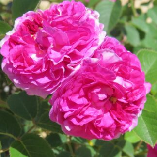 Rose 'Russell's Cottage Rose'