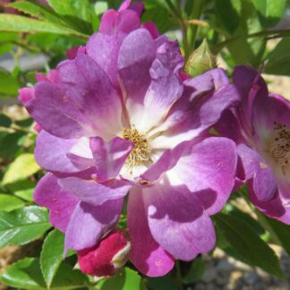 Rose Veilchenblau