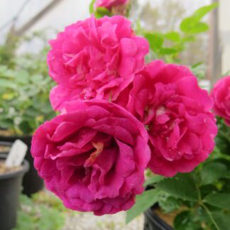 Rose 'Verdun'