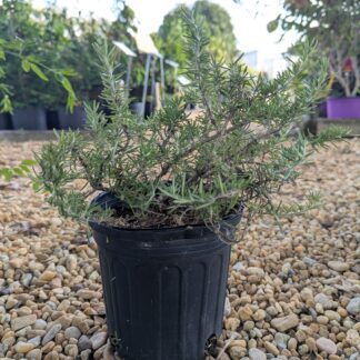 Rosemary 'Calmac'