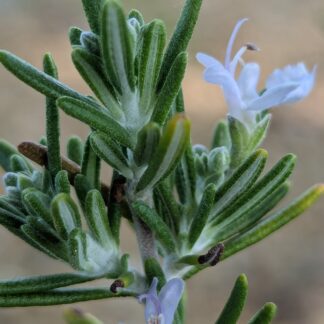 Rosemary 'Huntington Carpet'