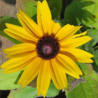 Rudbeckia Indian Summer
