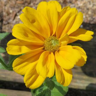 Rudbeckia Hirta Amarillo Gold