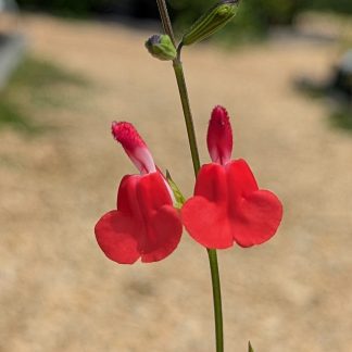 Salvia mycrophylla 'Hot Lips'