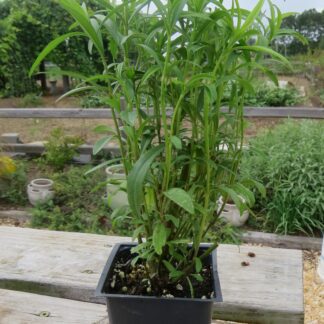 Texas Tarragon