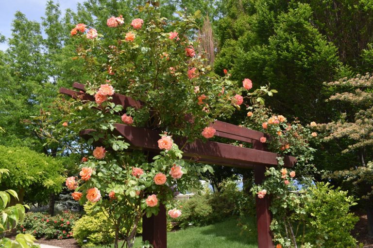 Westerland Climbing Rose