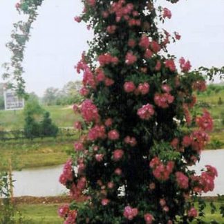 Rose 'American Pillar'-0
