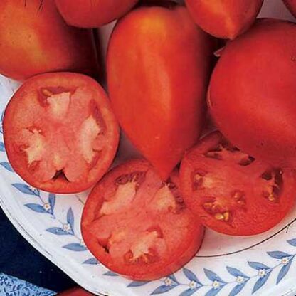 Tomato 'Amish Paste'-0