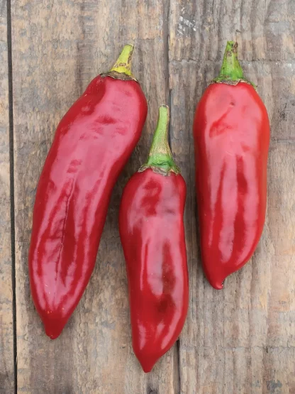 Anaheim Chili Pepper