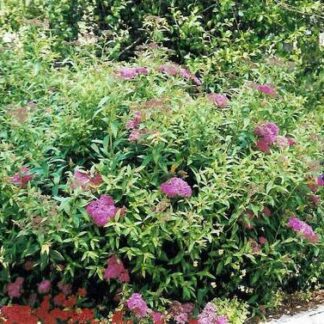 Spirea 'Anthony Waterer'-0