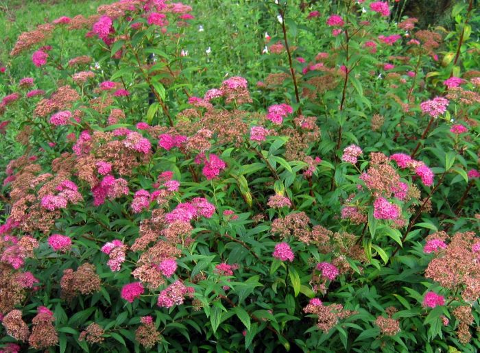 Spirea ‘Anthony Waterer’