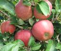 Cumberland Spur Apples, Fresh Fruit-1498