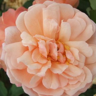 Rose 'Arethusa'-0