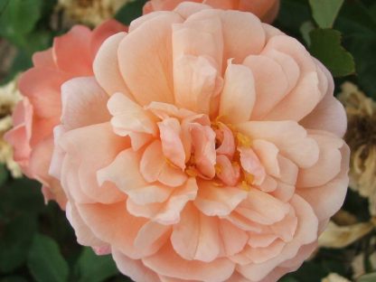 Rose 'Arethusa'-0