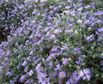 Aromatic Aster-1661