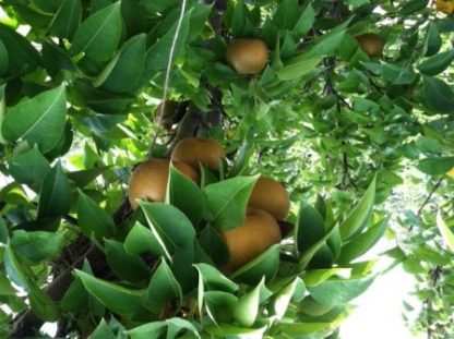 Asian Pears, Fresh Fruit-1493
