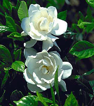 Gardenia 'August Beauty'-1053