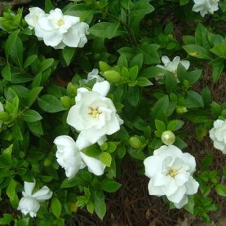 Gardenia 'August Beauty'-0