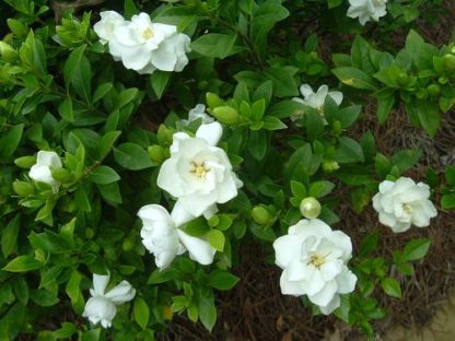 Gardenia 'August Beauty'-0