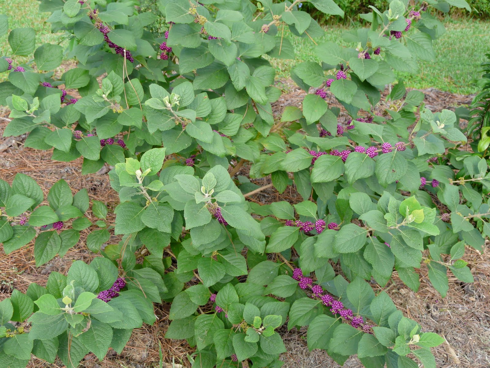Beautyberry "Dwarf Purple'-1019
