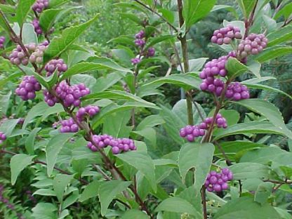 Beautyberry "Dwarf Purple'-0