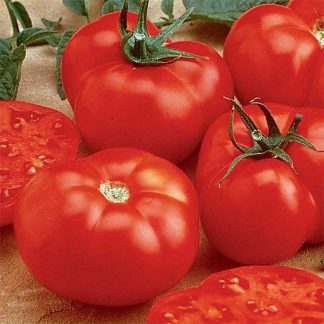 Tomato 'Beefmaster'-0