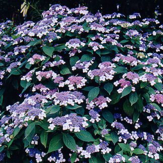 Hydrangea 'Blue Wave'-0