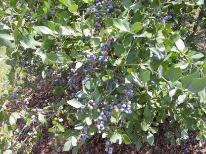 Blueberry 'Brightwell'-0