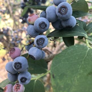 Blueberry Walking Tour