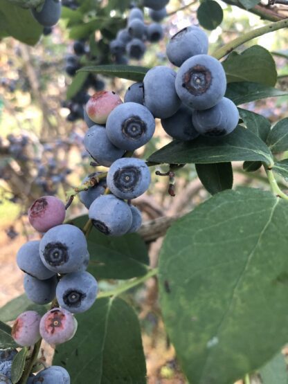 Blueberry Walking Tour