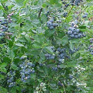 Blueberry 'Becky Blue'-0