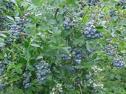 Blueberry 'Becky Blue'-0