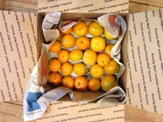 Satsuma Oranges, PRE-ORDER, Pick up November 19 and 20-1669