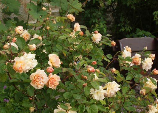 Rose 'Buff Beauty'-0
